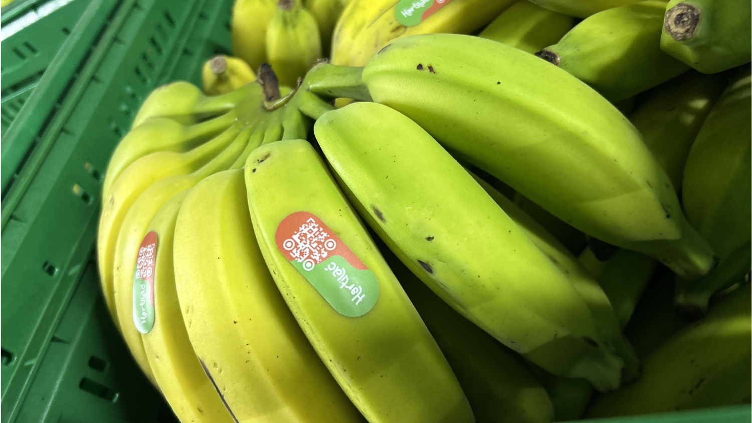 fornecedor-de-banana