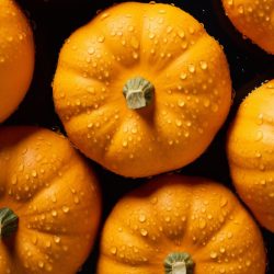 top-view-pumpkins-arrangement-scaled.jpg